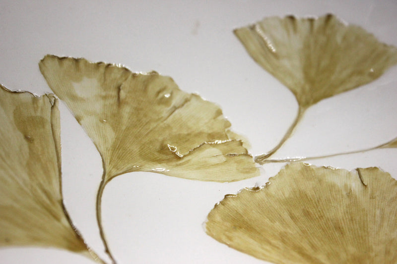 Ciotola ginko