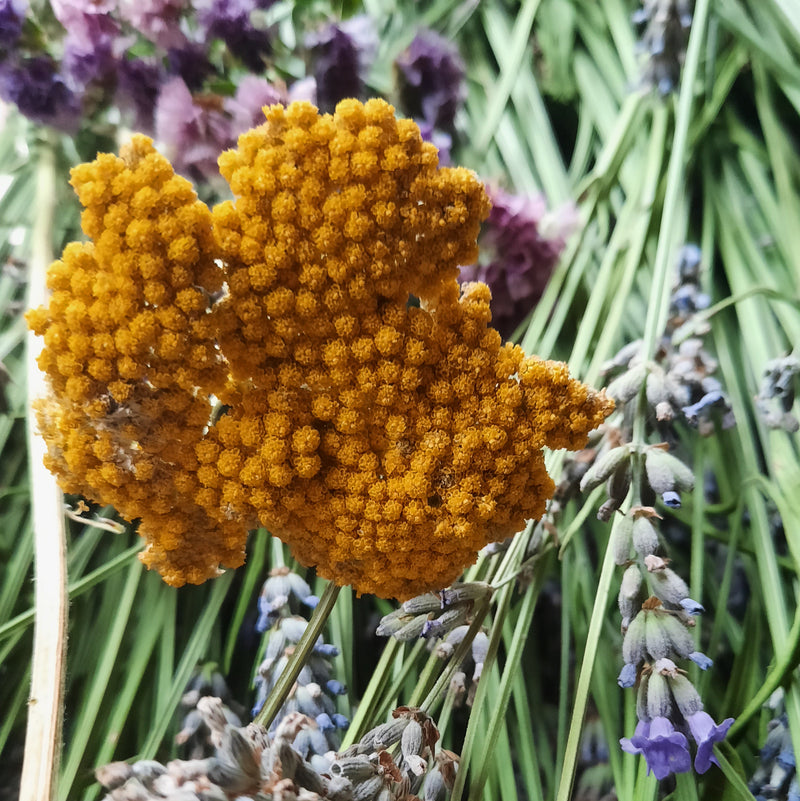 Servizio di piatti ocra con impressioni botaniche
