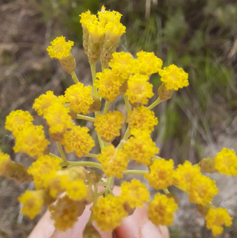 Servizio di piatti ocra con impressioni botaniche