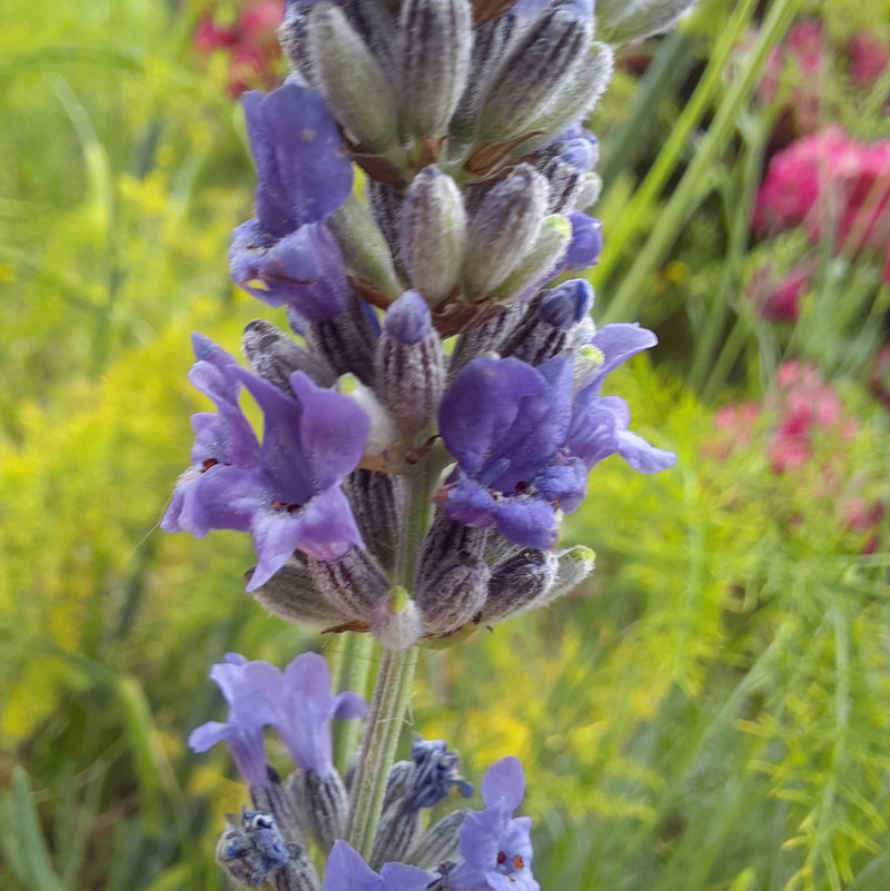 Servizio di piatti ocra con impressioni botaniche